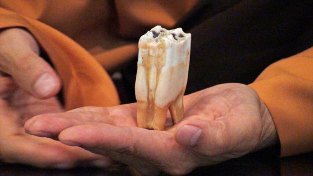 Зуб Будды Шакьямуни — об этом священном буддийском артефакте